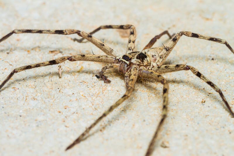 Giant House Spider stock image. Image of themes, back - 29975117