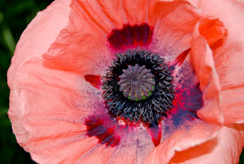 Close Up Giant Poppy in Tangerine Red Orange royalty free stock image Close Up Giant Poppy in Tangerine Red Orange royalty free stock image