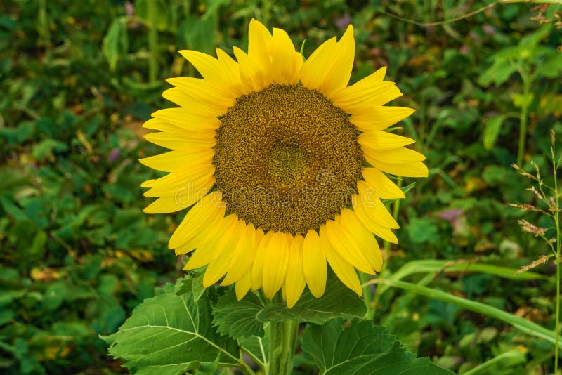 A close-up of a giant sunflower on a beautiful sunny autumn day located on a sunflower farm located in Botetourt County, Virginia, USA.