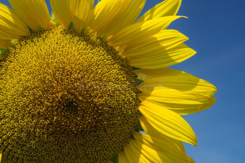 Close up of a giant sunflowers on a sunflower farm in the Shenandoah Valley at the base of the Blue Ridge Mountains of Virginia, USA.