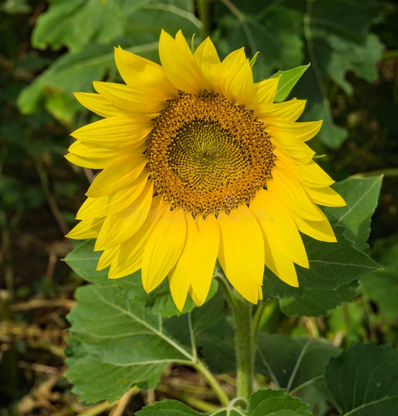 A close-up of a giant sunflower on a beautiful sunny autumn day located on a sunflower farm located in Botetourt County, Virginia, USA. A close-up of a giant sunflower on a beautiful sunny autumn day located on a sunflower farm located in Botetourt County, Virginia, USA.