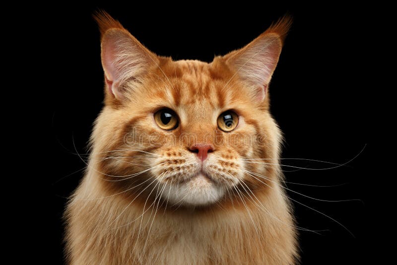 Close up Ginger Maine Coon Cat Curious Looks, fundo preto isolado imagens de stock Close up Ginger Maine Coon Cat Curious Looks, fundo preto isolado imagens de stock