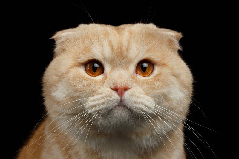Close-up Ginger Scottish Fold Cat Looking op Zwarte in camera wordt geïsoleerd die royalty-vrije stock foto's Close-up Ginger Scottish Fold Cat Looking op Zwarte in camera wordt geïsoleerd die royalty-vrije stock foto's