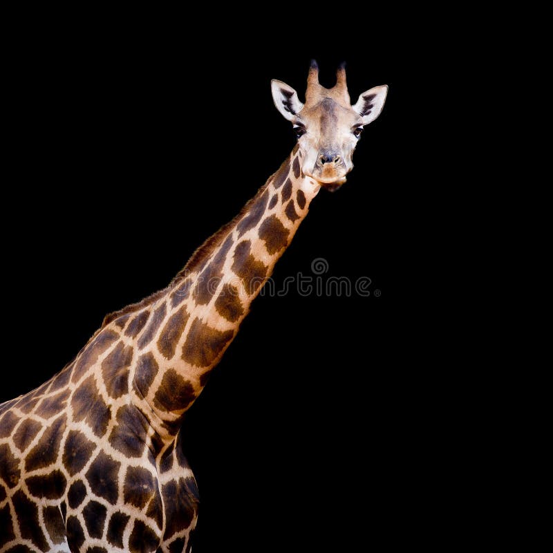 Close up giraffe