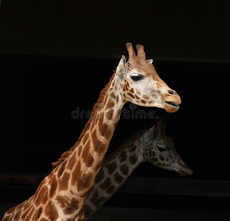 Close up of a Giraffe