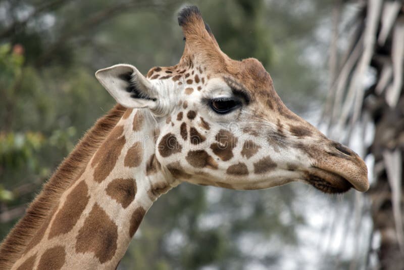 Giraffe Side View