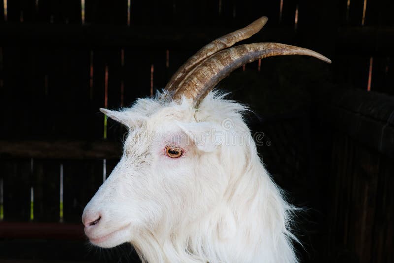 Closeup on a Goat with Large Horns Stock Image Image of country
