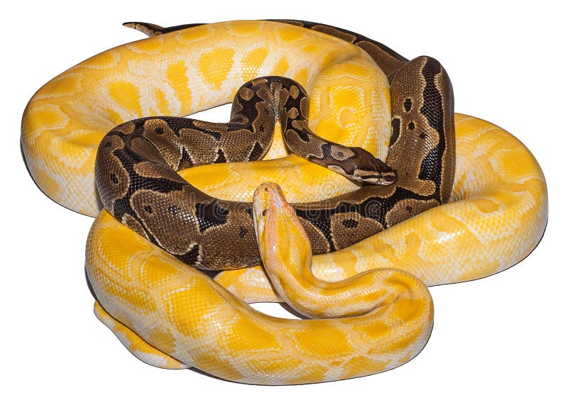 Close-up gold Python. Gold Python on white background, Reticulated python Python reticulatus