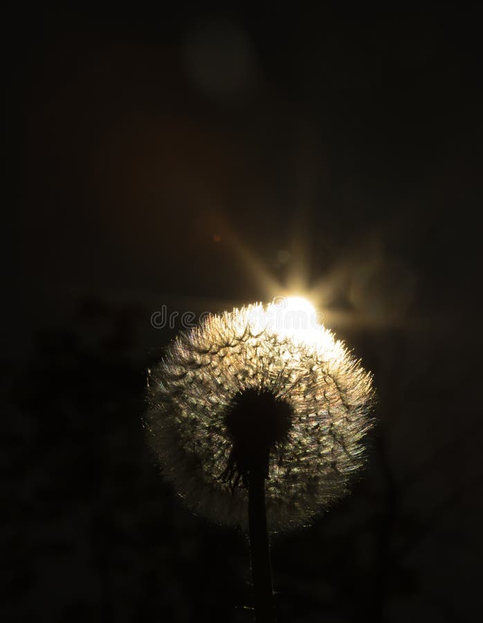 Close up golden looking photo on a dandelion plant with sun shining from behind it creating a colorful decorative lens flare royalty free stock images Close up golden looking photo on a dandelion plant with sun shining from behind it creating a colorful decorative lens flare royalty free stock images