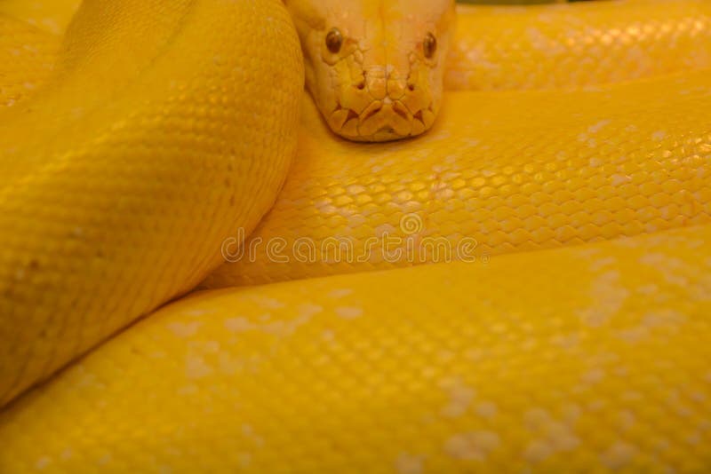 Close up golden yellow python. Danger snake royalty free stock photography Close up golden yellow python. Danger snake royalty free stock photography