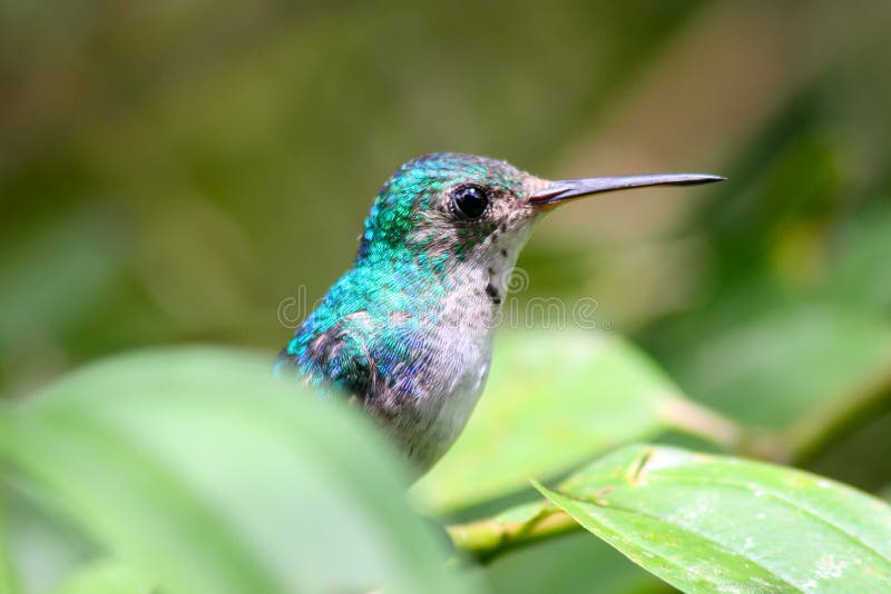Close-up of a gorgizafiro hummingbird or female sapphire throat Lepidopyga coerulegularis on leaves Panama stock images Close-up of a gorgizafiro hummingbird or female sapphire throat Lepidopyga coerulegularis on leaves Panama stock images