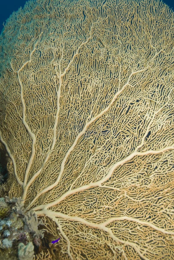 Close-up of a Gorgonian fan coral.