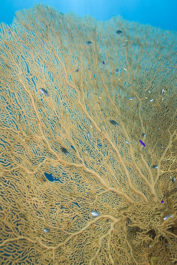 Close-up of a Gorgonian fan coral.