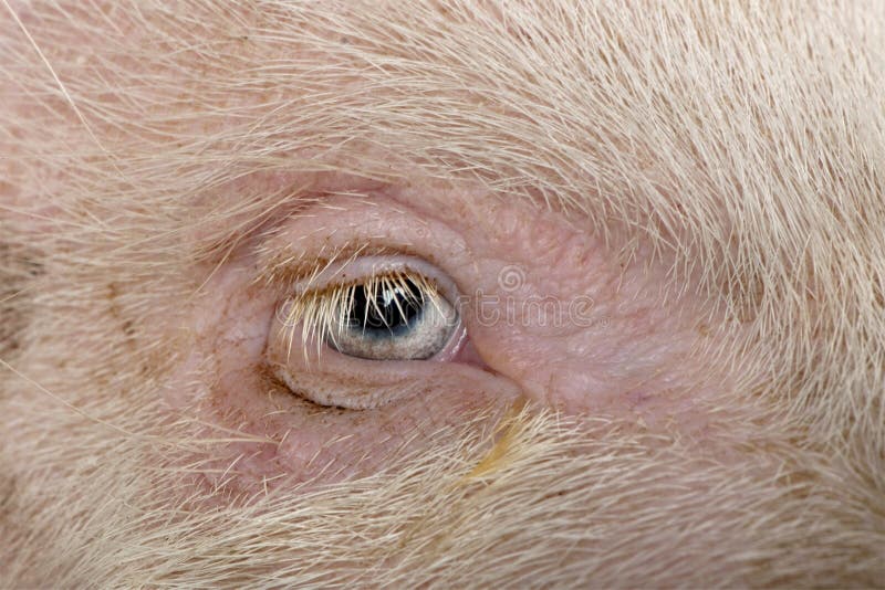 Closeup of Gottingen Minipig Eye Stock Photo Image of indoors, minipig 10939742