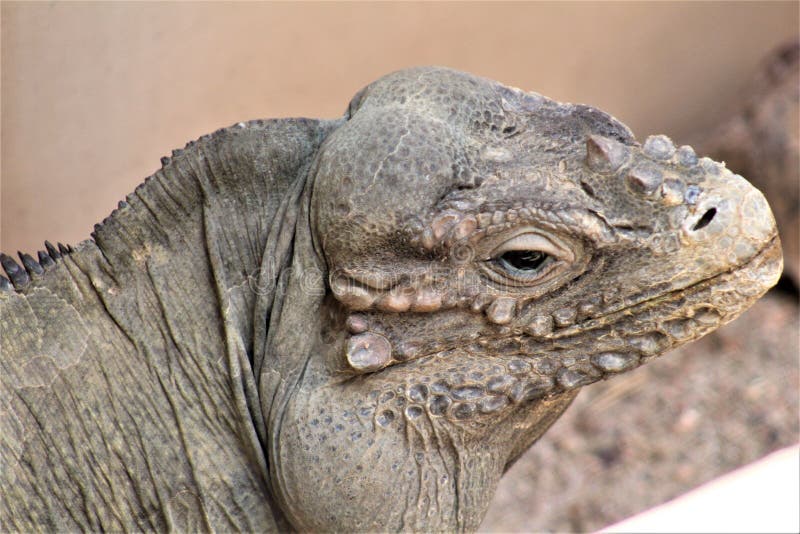 Grand Cayman Blue Iguana, Phoenix Zoo, Arizona Center for Nature Conservation, Phoenix, Arizona, United States stock photo Grand Cayman Blue Iguana, Phoenix Zoo, Arizona Center for Nature Conservation, Phoenix, Arizona, United States stock photo