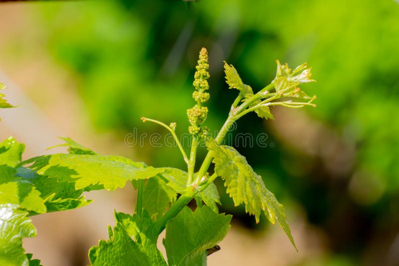 Close Up of Grape Flower Buds Stock Image Image of copy, young 183526207