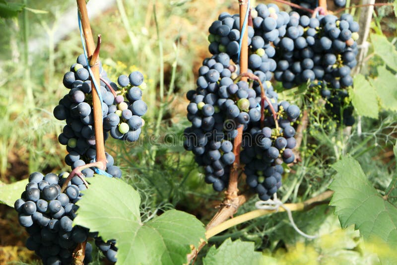 Closeup Grapes Growing for Making Wine Stock Image Image of