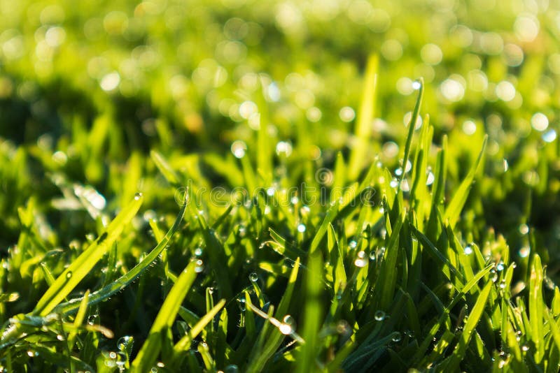 Close Up Of Grass With Morning Dew Sunrise Light Stock Image Image