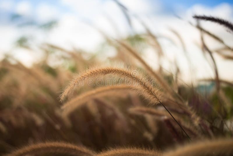 close up grassfield with blue sky