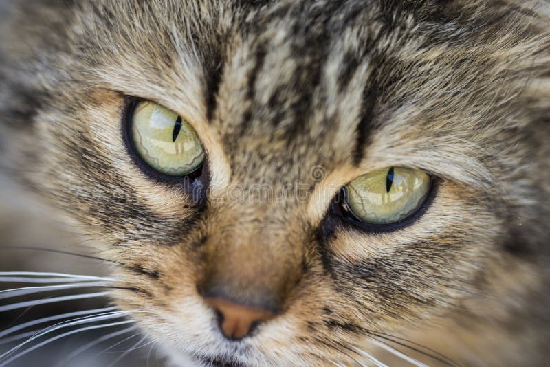 Closeup of Gray Cat with Yellow Green Eyes Stock Photo Image of