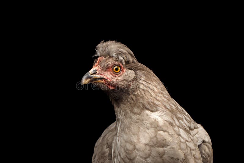 Close up Gray Chicken Head Curious Looks isolado no fundo preto fotografia de stock Close up Gray Chicken Head Curious Looks isolado no fundo preto fotografia de stock