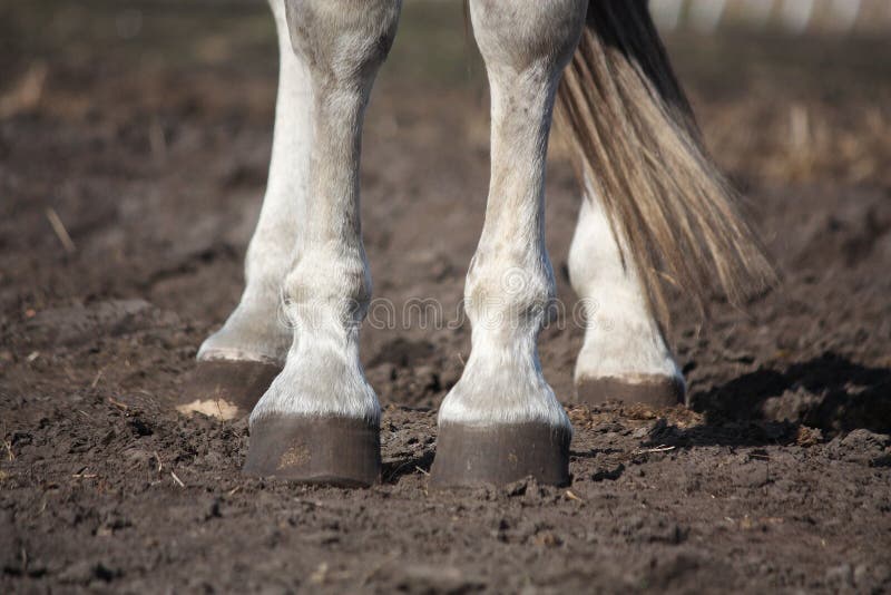 Close Up Of Gray Horse Legs Stock Photo Image of horse, freedom 49090780