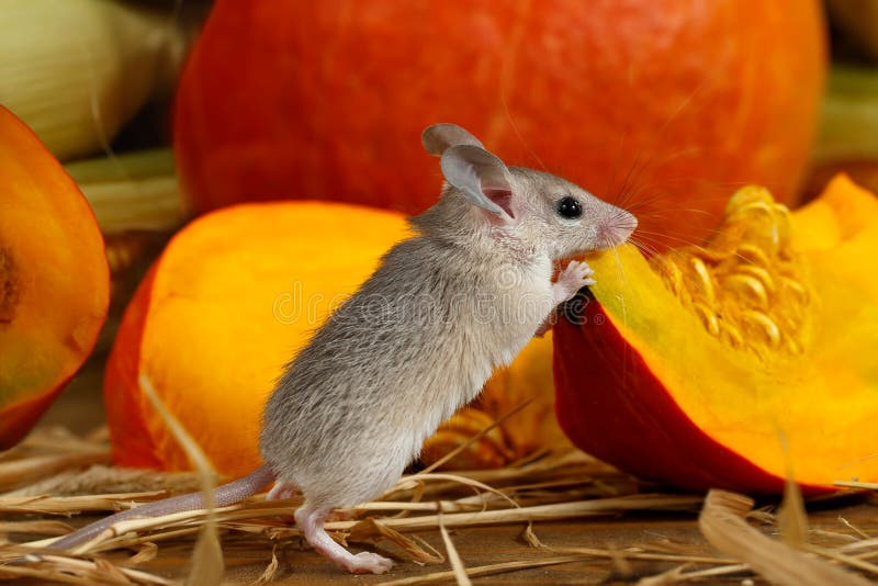 Close-up gray mouse stands near piece of red pumpkin in storehouse. stock photo Close-up gray mouse stands near piece of red pumpkin in storehouse. stock photo