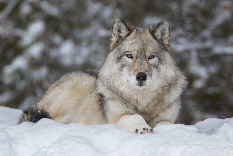 2,952 Wolf Face Close Up Stock Photos - Free & Royalty-Free Stock ...