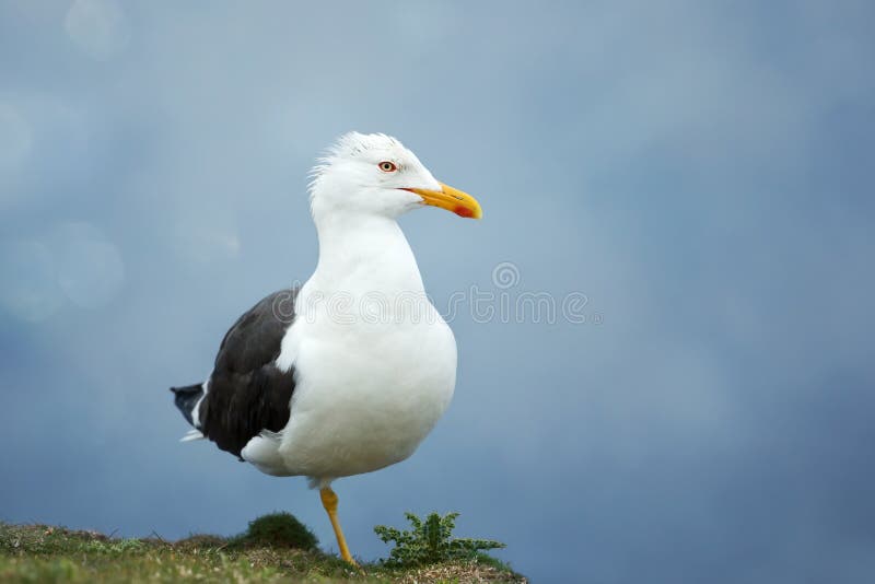 Close up of a great black backed gull against blue background stock photos Close up of a great black backed gull against blue background stock photos