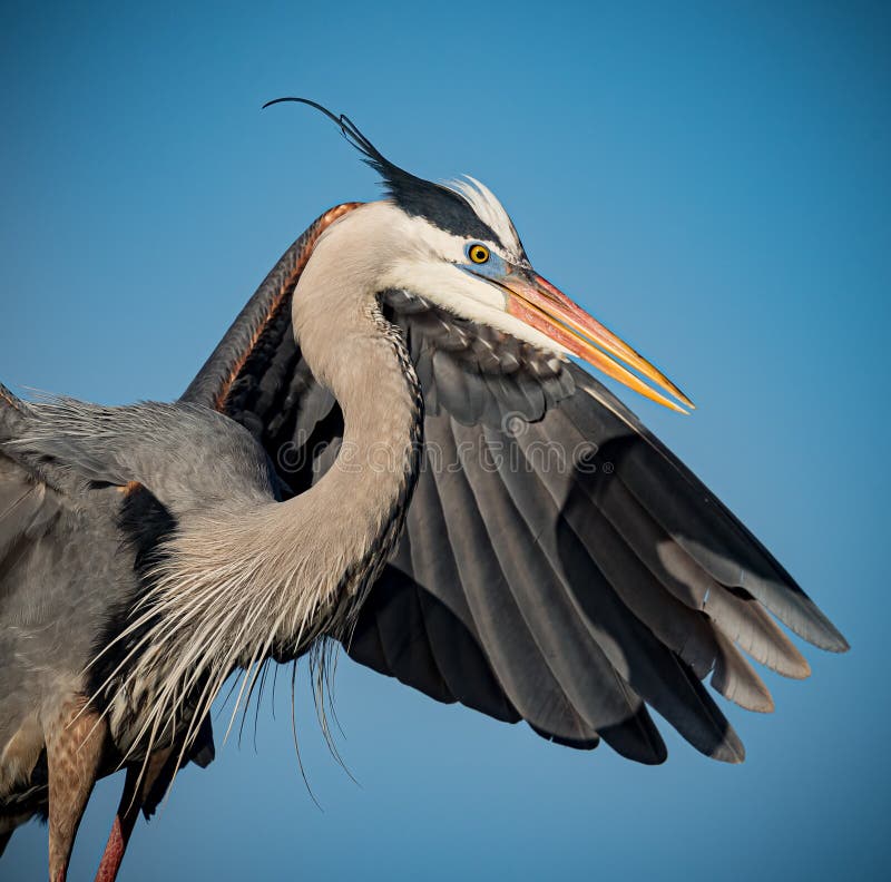 Close Up of Great Blue Heron Stock Image Image of animal, heron