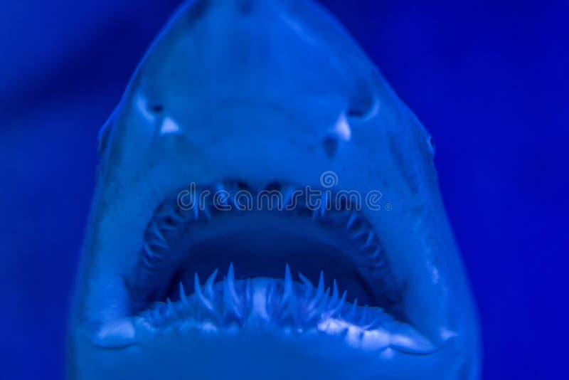 Close Up of the Great White Shark Underwater Stock Photo - Image of