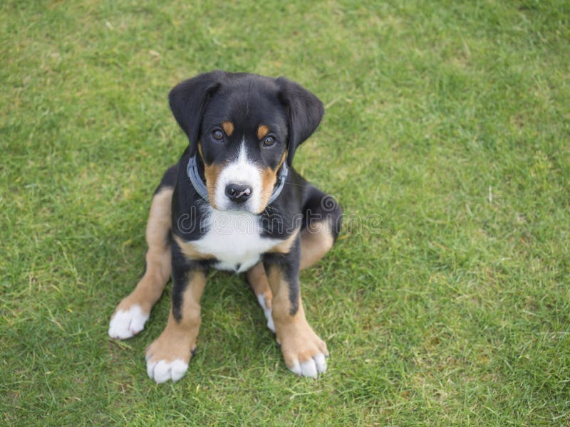 Close up greater swiss mountain dog puppy portrait sitting in th