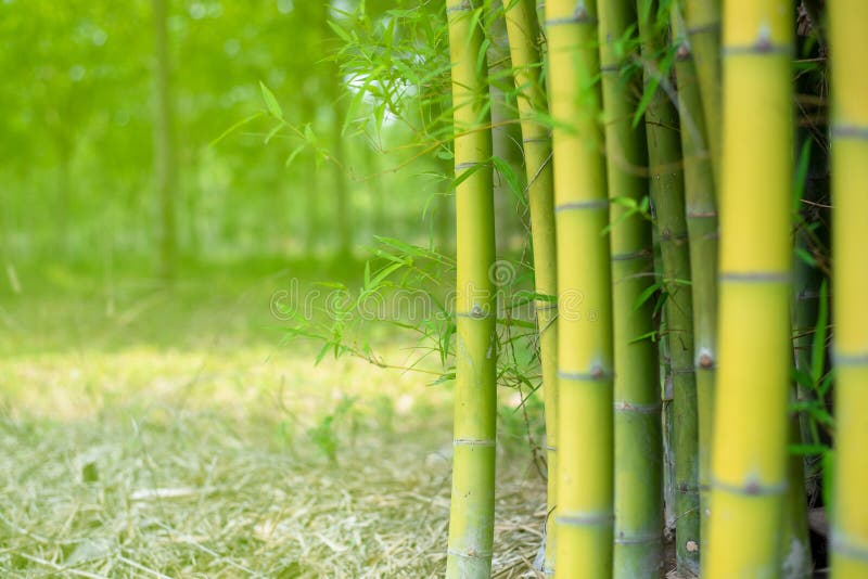 Close Up Green Bamboo Stalks Plant Nature Stock Photo Image of