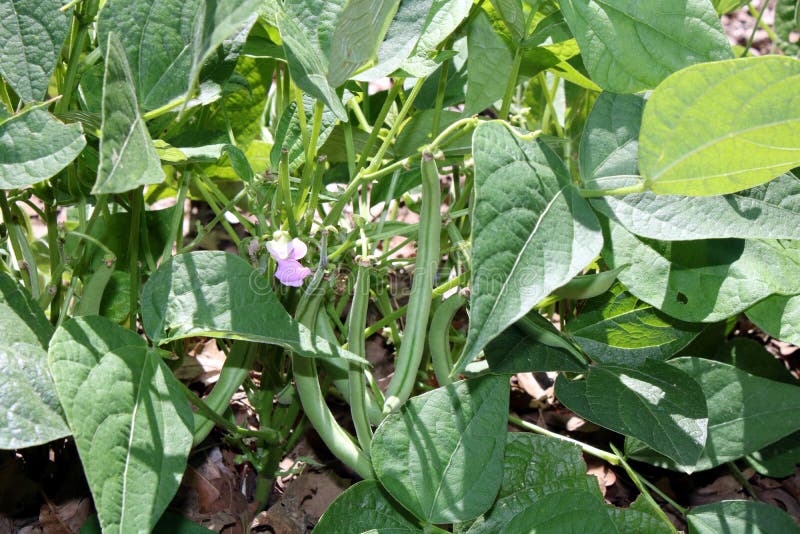 Green Bean Plant with Beans and Bloom