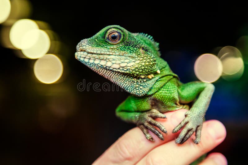 Close Up Of A Green Beautiful Lizard Stock Image Image Of Concept