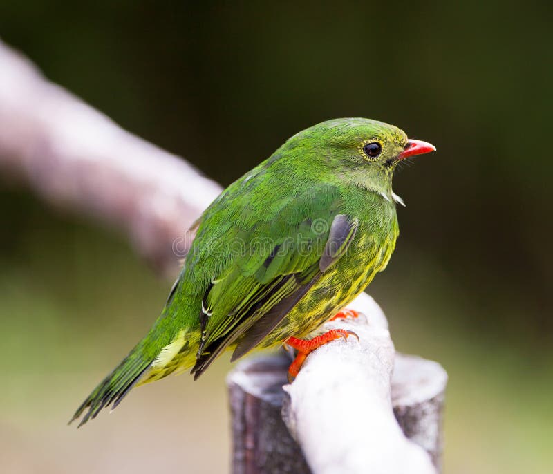 Close-up of a Green-and-black Fruit Eater