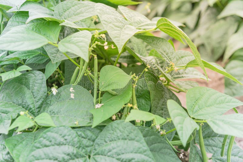 Close-up green bush beans and white flowers on row hill at legumes farm in Washington, USA