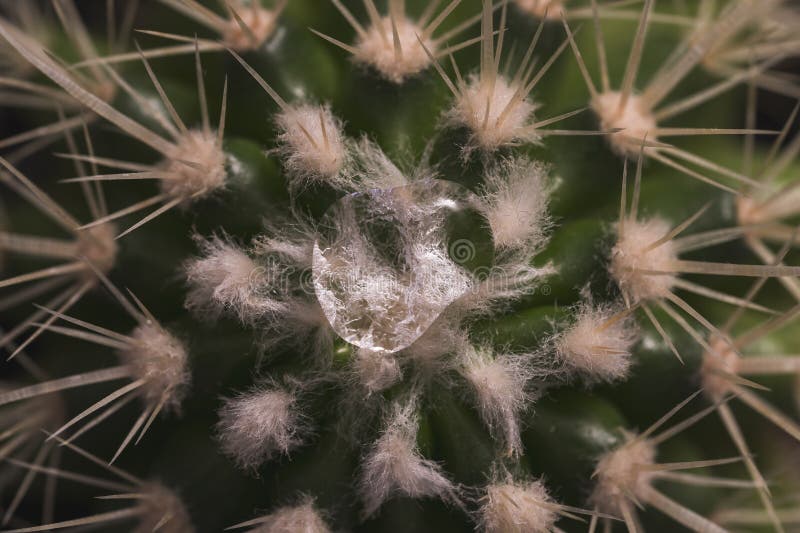 Fuzzy Areoles Stock Photos - Free & Royalty-Free Stock Photos from ...