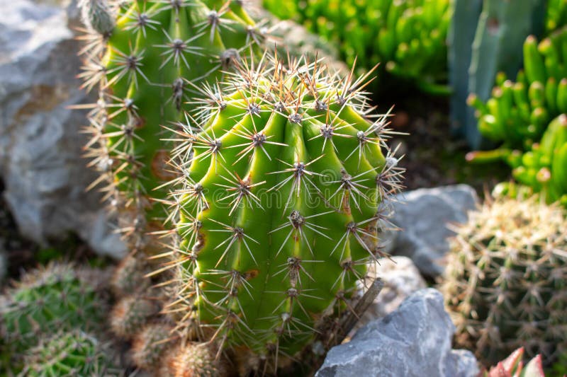 Close-up of green cactus with sharp spines: detailed shot for botany lovers stock photos