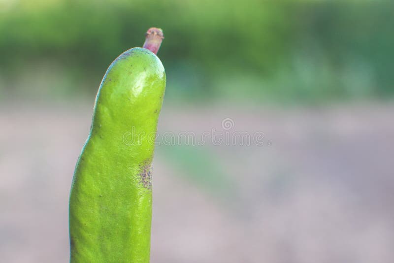 Close-up of a green carob tree just picked stock image