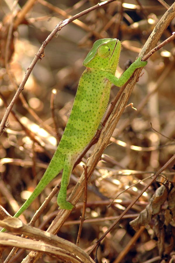 Close up of a green chameleon stock photo
