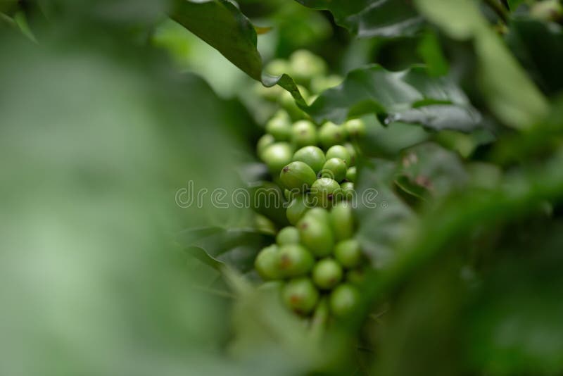 Green robusta coffee beans stock photo. Image of espresso 1980942