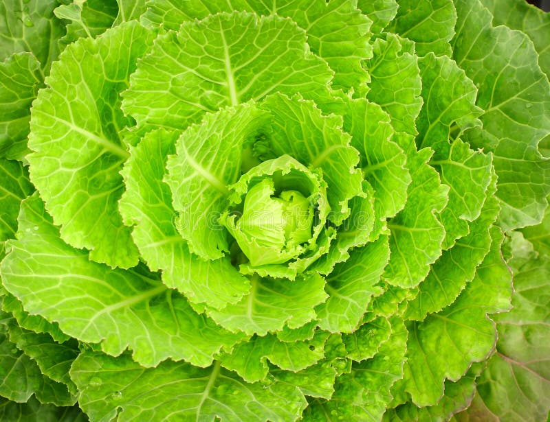 Collard or Tree Cabbage Two Large Plants with Long Thick Dark Green Leaves Planted in Local