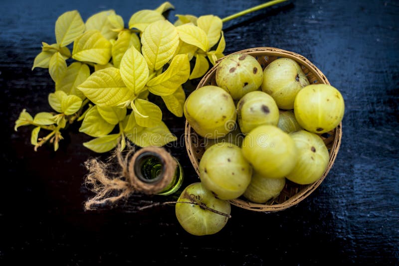 Close up of green colored herbal and organic oil of amla or Indian gooseberry in a transparent bottle with raw amla in a basket