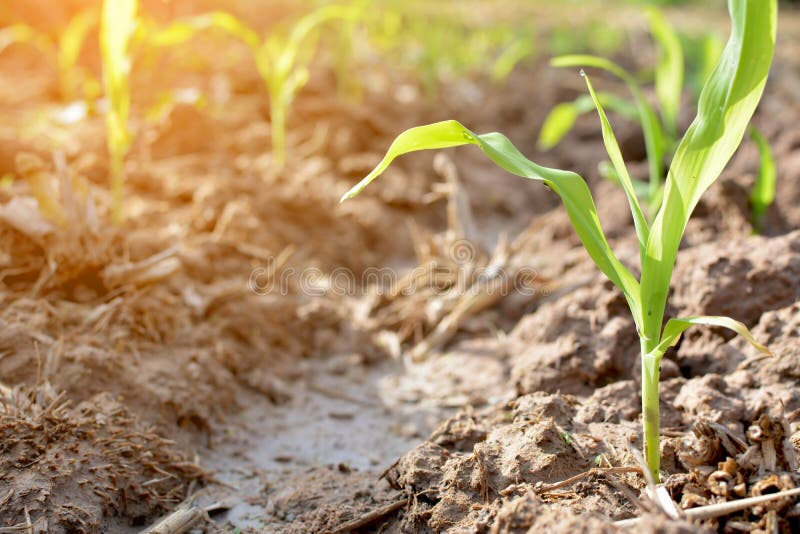 corn plant with green stem corn plant with green stem