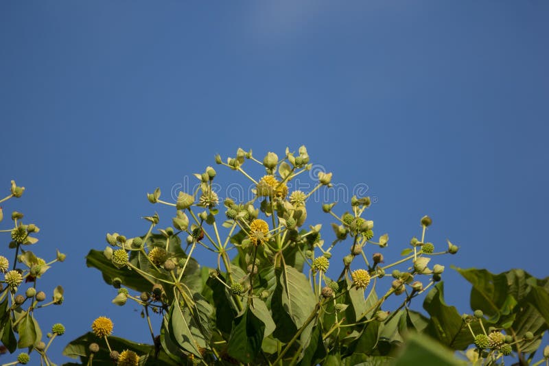 Green Flower of Teak Tree with Green Leaf Stock Photo Image of flower