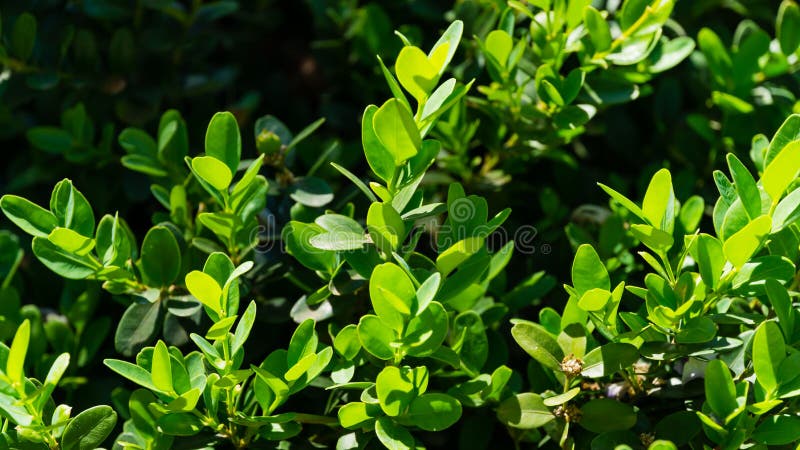 Close-up of green foliage of boxwood Buxus microphylla,  the Japanese box or littleleaf box  in Arboretum Park