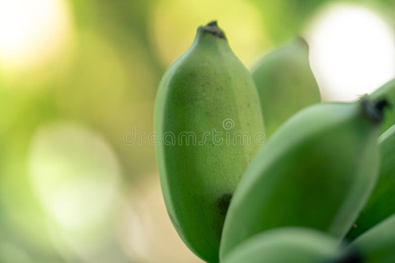 Banana stock photo. Image of landscape, tropical, asia 17116438