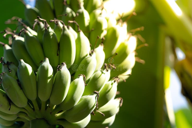 Banana stock photo. Image of landscape, tropical, asia 17116438