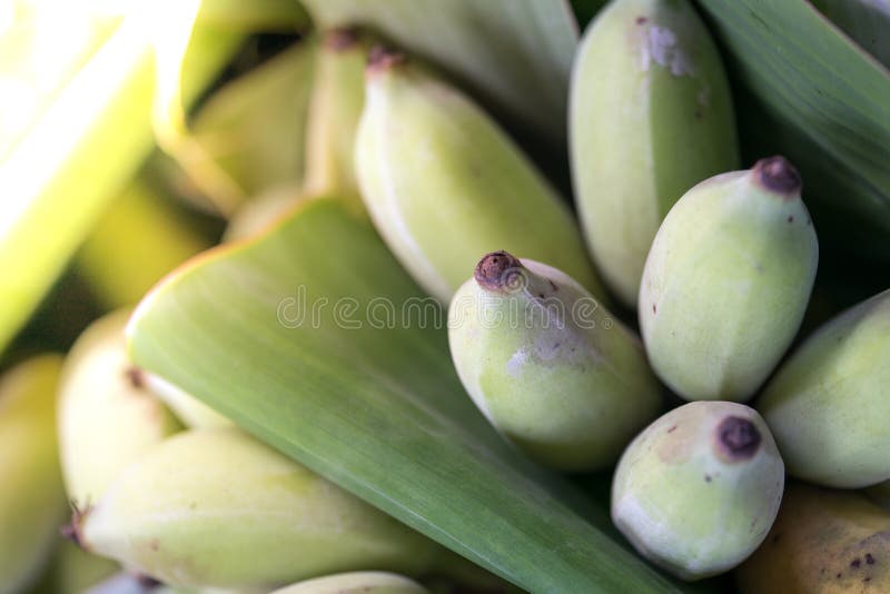 Banana stock photo. Image of landscape, tropical, asia 17116438